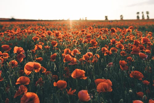 Photo Of Poppy Flowers During Daytime