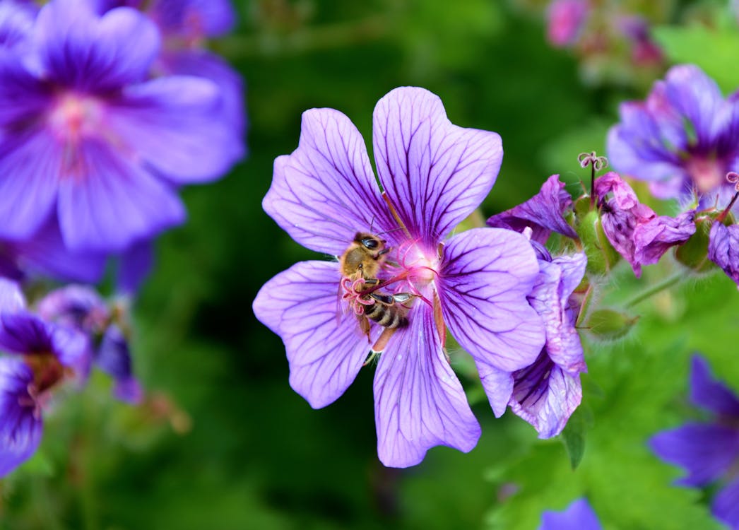 Gratis lagerfoto af bestøvning, bi, blomster Lagerfoto