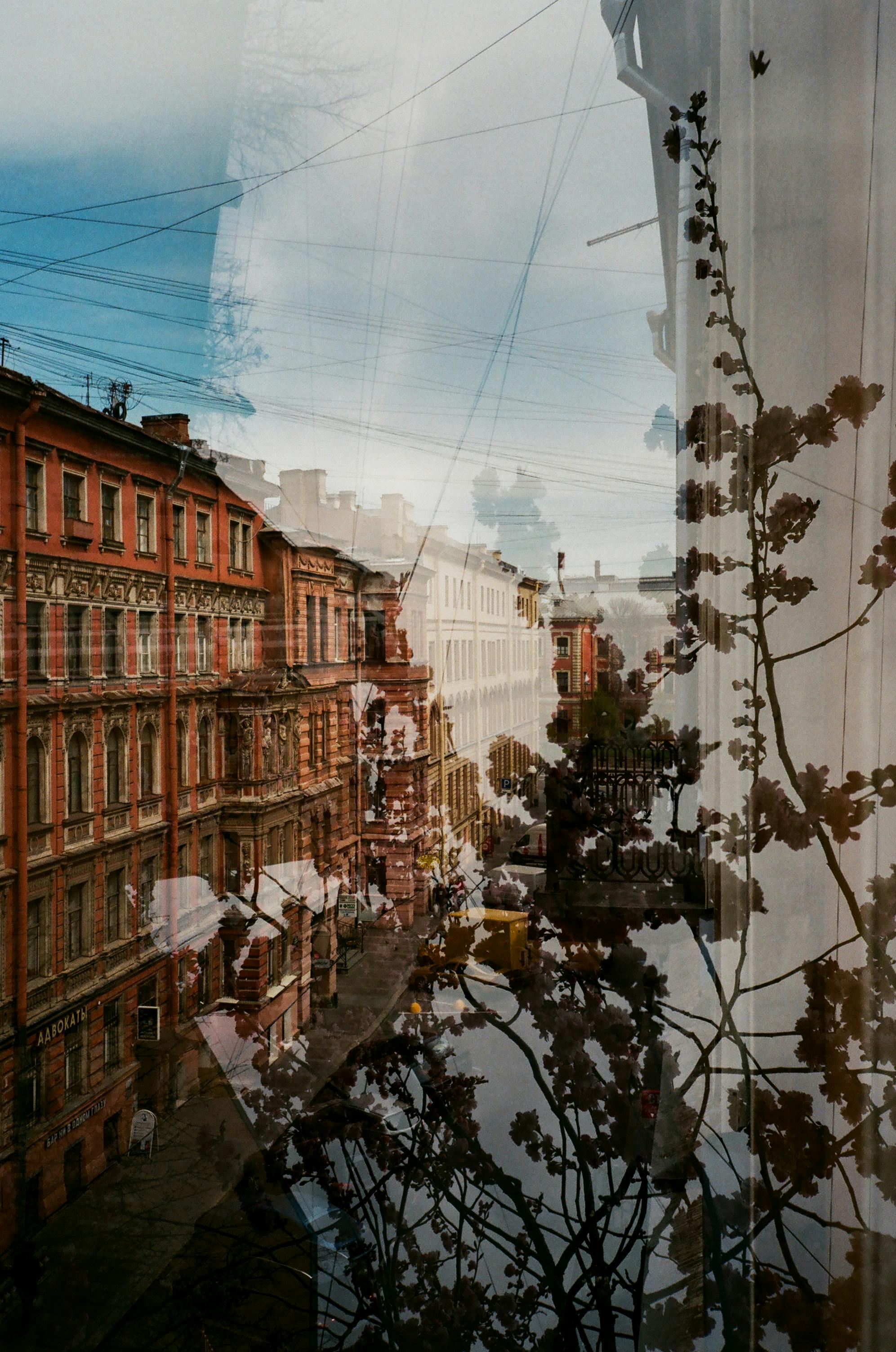 Aged residential building and long thin stems with tiny leaves reflecting from surface of glass in daylight