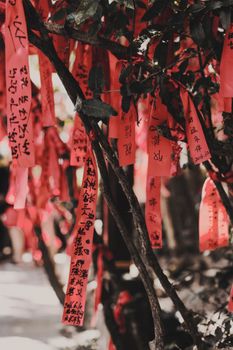 张家界传统许愿树上装饰着象征希望与祝愿的红丝带特写