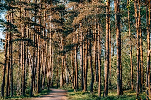 Fotobanka s bezplatnými fotkami na tému 4k tapety, borovice, divá príroda