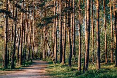 Darmowe zdjęcie z galerii z cichy, droga polna, drzewa