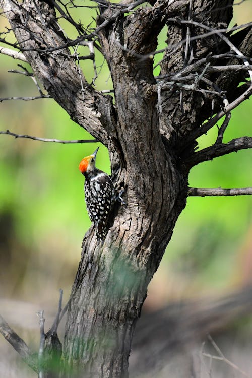 Close-Up Photo Of Woodpecker Perched On Tree