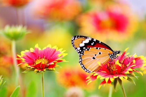 Free Butterfly Perched on Flower Stock Photo