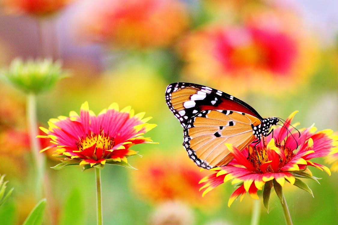 Free Butterfly Perched on Flower Stock Photo