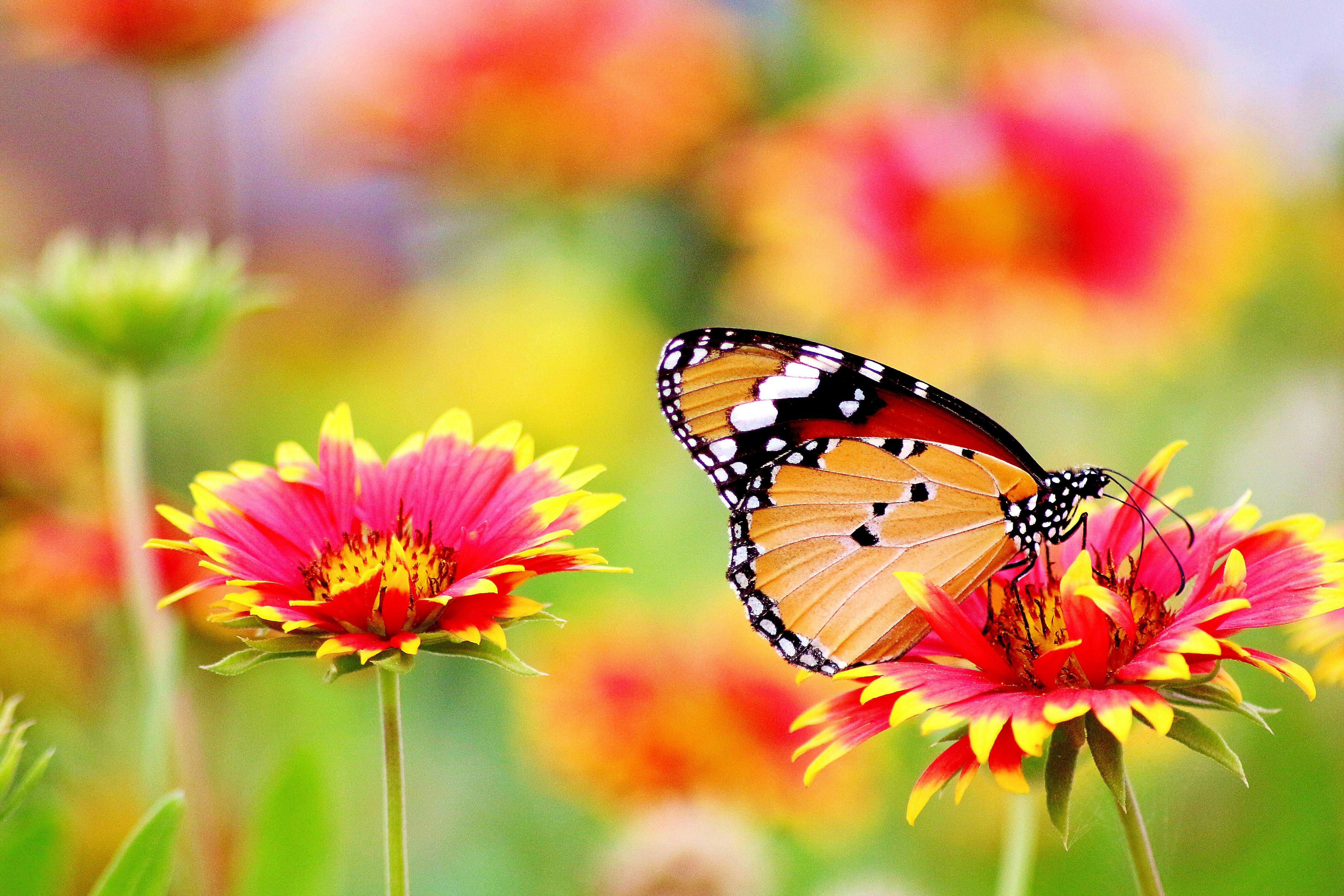 Butterfly Perched On Flower Free Stock Photo