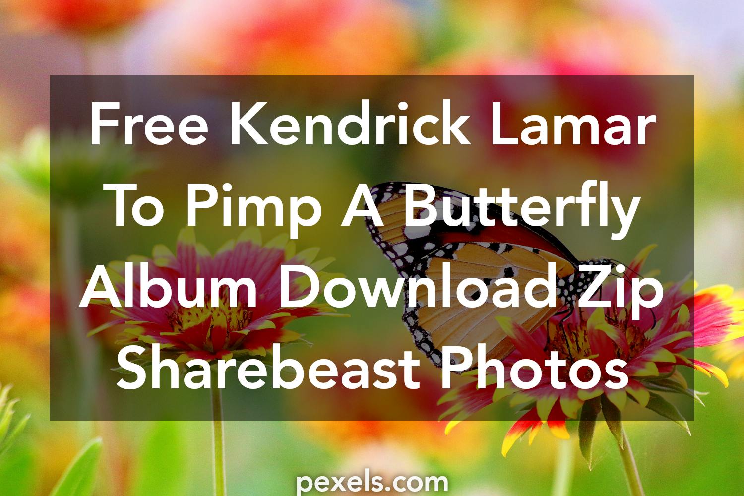 500 Beautiful Kendrick Lamar To Pimp A Butterfly Album