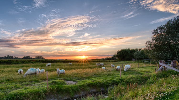 Herd Of Sheep On Grass Field