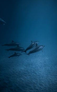 Captivating scene of a dolphin pod gracefully swimming underwater.