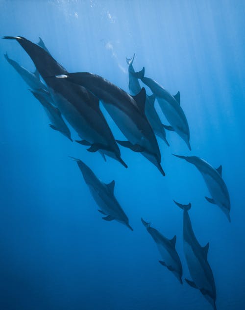Photo Of Dolphins Swimming Together