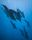 ocean animals