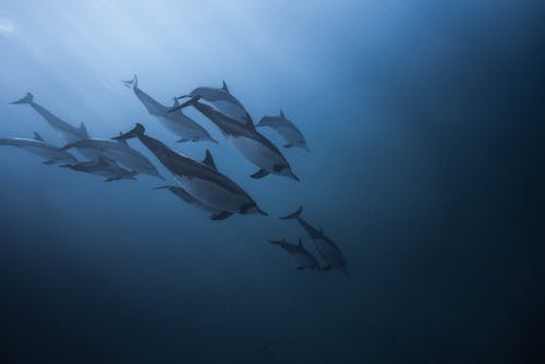 Free Group of Dolphins in Body of Water Stock Photo