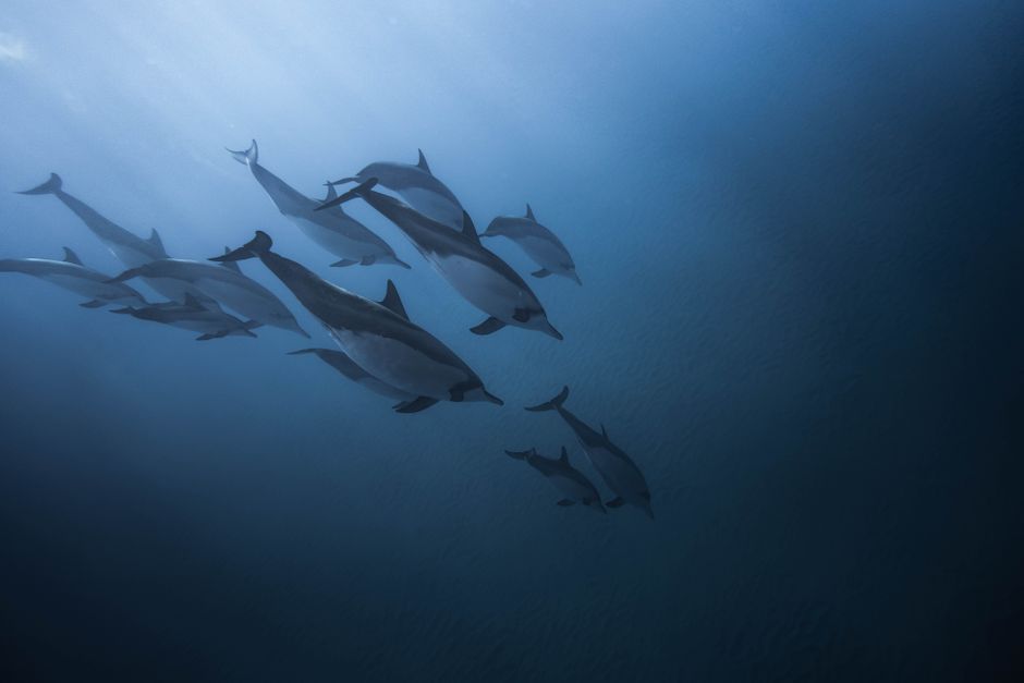 Underwater view of a school of dolphins swimming gracefully in the deep blue ocean.