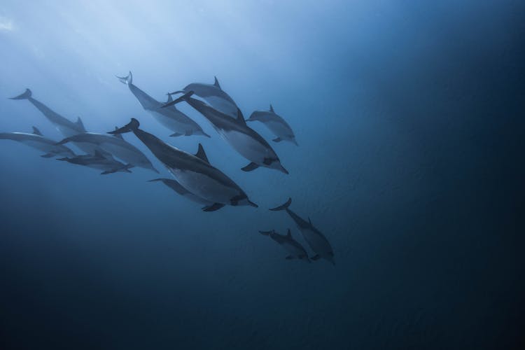 Group Of Dolphins In Body Of Water