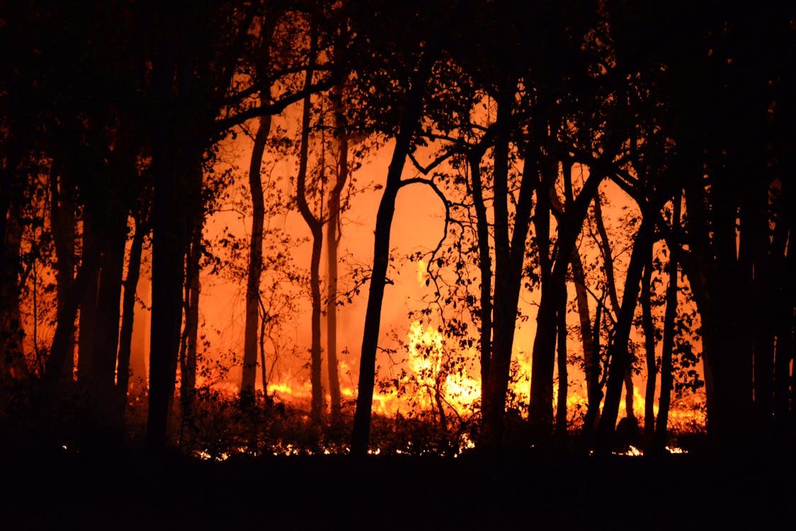 Free Photo Of Burning Forest Stock Photo