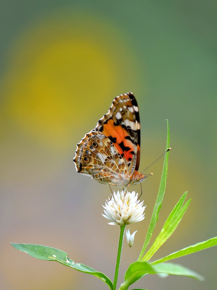 Close-Up Photo Of Moth Perched On White Flower