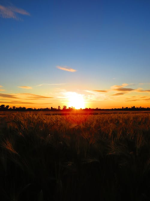 Vibrant sunset above evening meadow