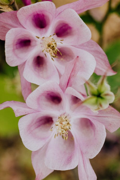 Free Close-Up Photo Of Purple Flowers Stock Photo