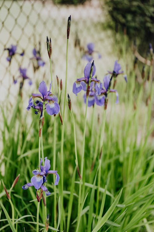 Close-Up Photo Of Purple Flowers