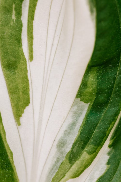 Macro Photo of a Green and White Leaf