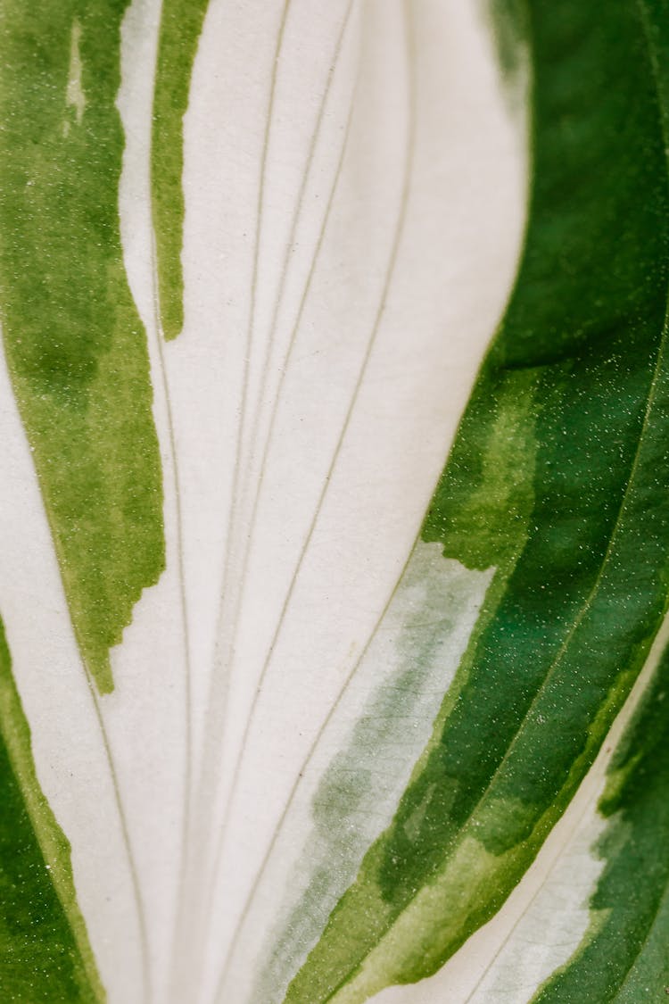 Macro Photo Of A Green And White Leaf