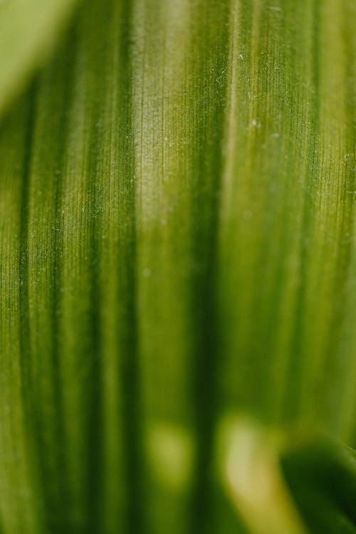 Macro Photography of Green Leaf