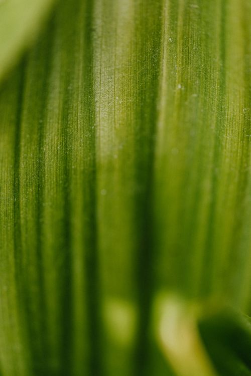 Free Macro photograph of a green leaf showcasing its vibrant color and texture, perfect for nature themes. Stock Photo