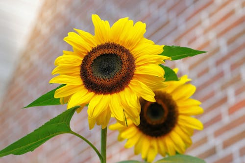 Free Yellow Sunflower Macro Photographyt Stock Photo