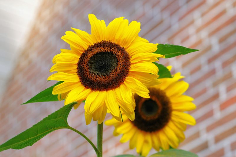 Vivid yellow sunflowers with green leaves