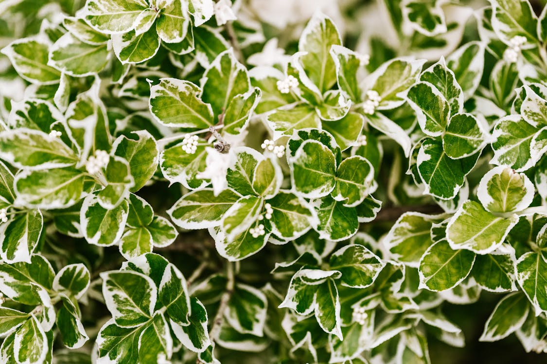 Close-Up Photo Of Green And White Leaves