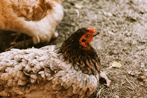 Close-Up Photo Of Chicken