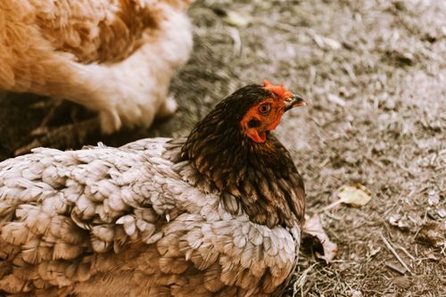 Free A close-up of a hen in a farmyard, showcasing detailed feathers and natural surroundings. Stock Photo