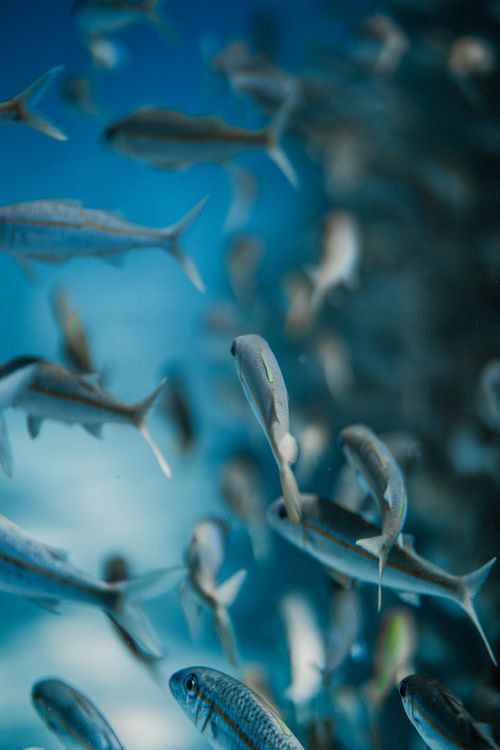 Free Close-up view of a school of fish swimming underwater, showcasing aquatic life in vivid detail. Stock Photo