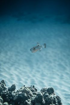 一条河豚在珊瑚礁上方优雅地游动，展现了海洋生物的宁静