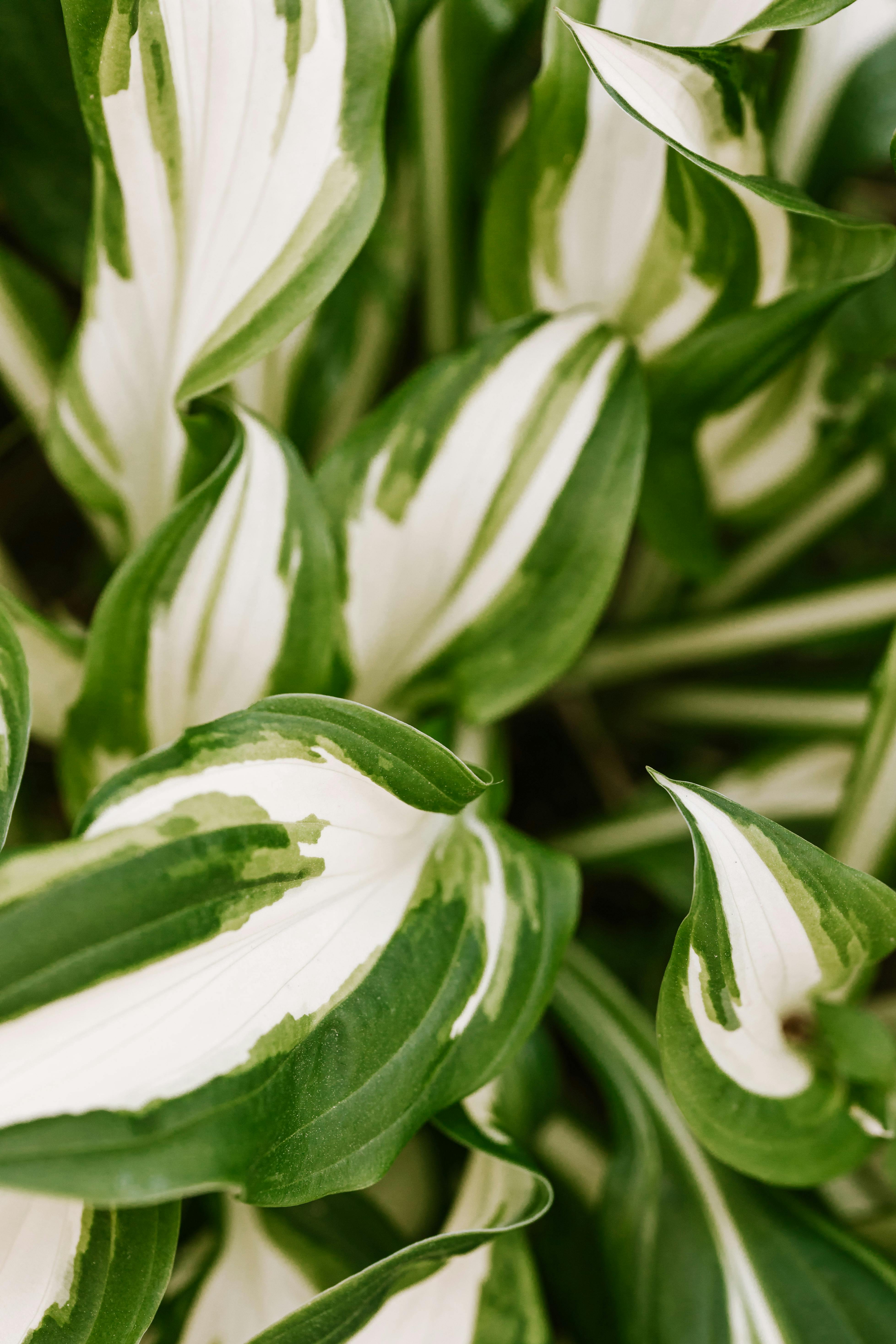 grátis Foto profissional grátis de área sombreada, aumento, bicolor Foto profissional