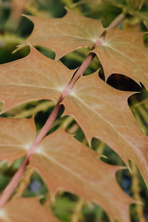 Close-Up Photo Of Brown Leaves