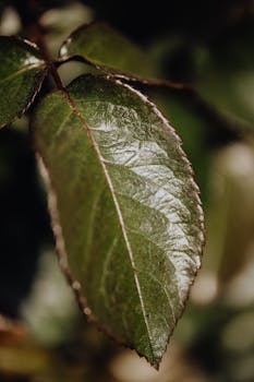 Detailed macro shot of a green leaf with morning dew, showcasing lush texture and freshness.