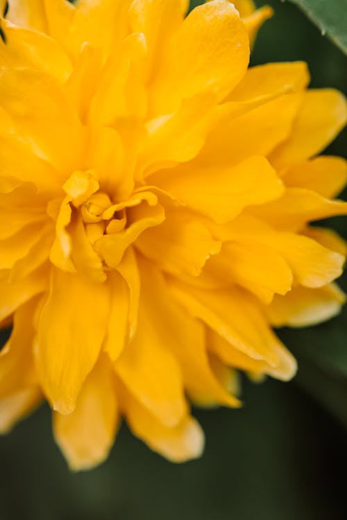 Close-Up Photo Of Yellow Flower