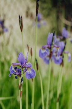 紫色虹膜在绿茎上美丽绽放，背景模糊，尽显大自然的优雅