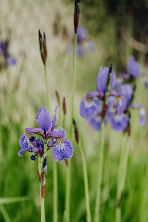 Kostnadsfri bild av anläggning, bakgrund, blomma tapeter