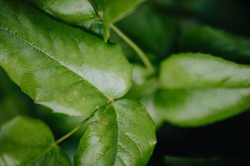 Close-Up Photo Of Leaves