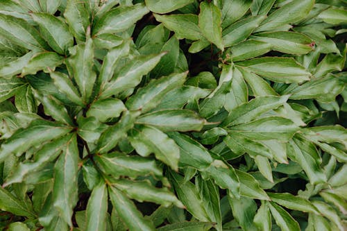 Ingyenes stockfotó 4k-háttérkép, bazsarózsa levelek, botanikus témában