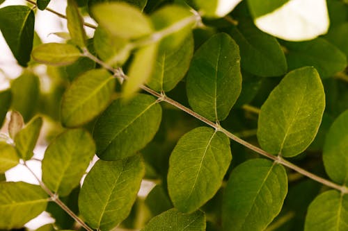 Close-Up Photo Of Leaves