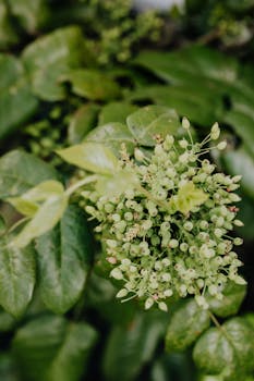 Close-up of a fresh green plant with budding flowers in focus, perfect for nature enthusiasts.