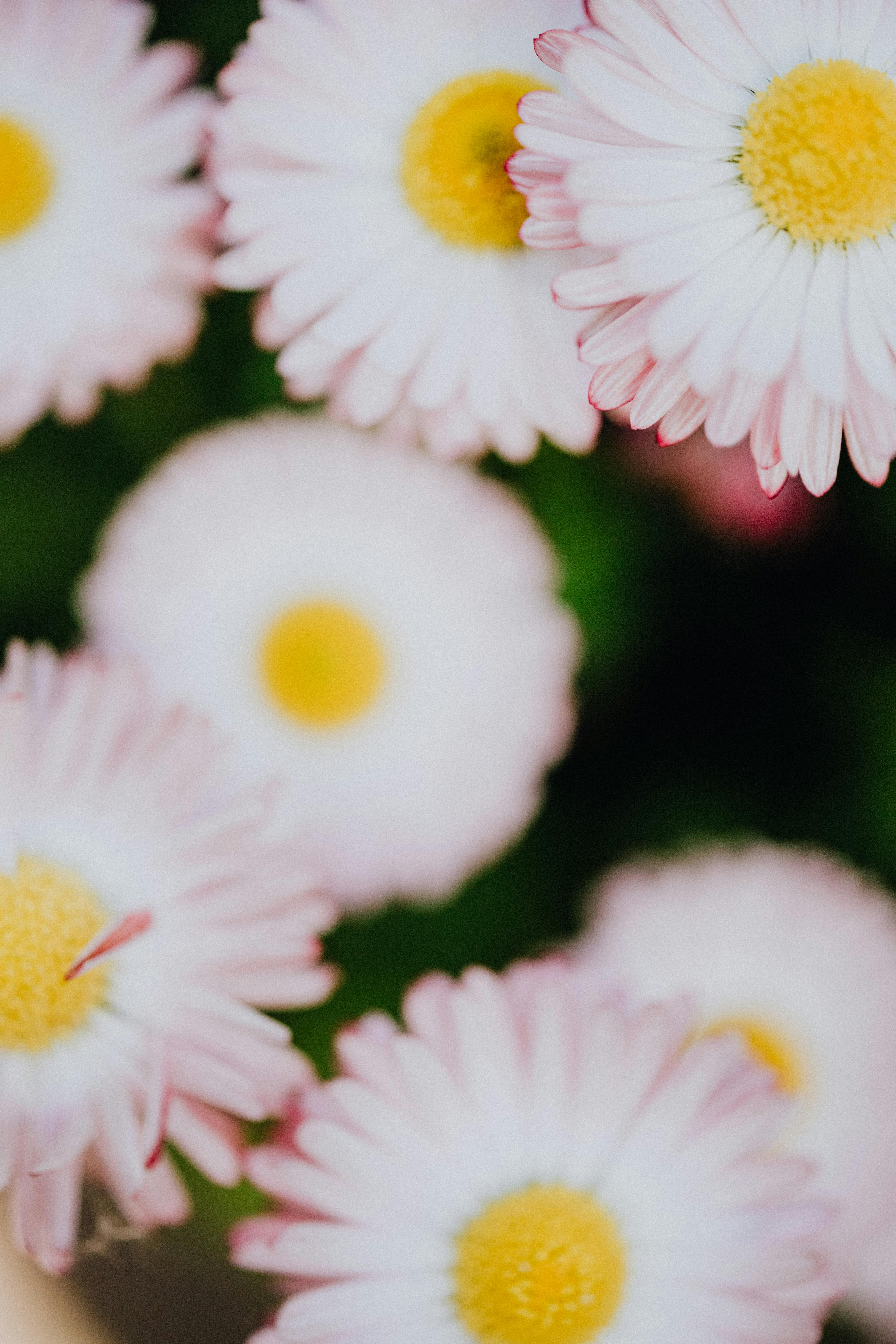 close up photo of white and yellow flowers