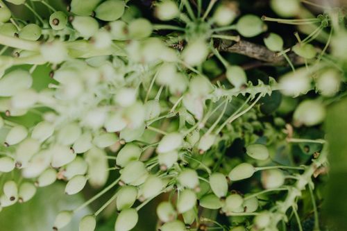 Free Detailed close-up of small green fruits or seeds with a soft focus. Stock Photo