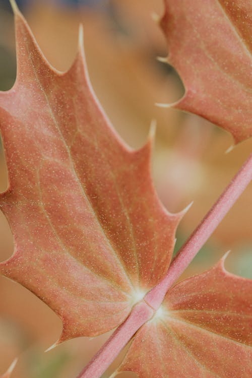Macro Photography Of Brown Leaves