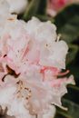 精致的粉色杜鹃花盛开，花瓣繁复，色彩鲜艳