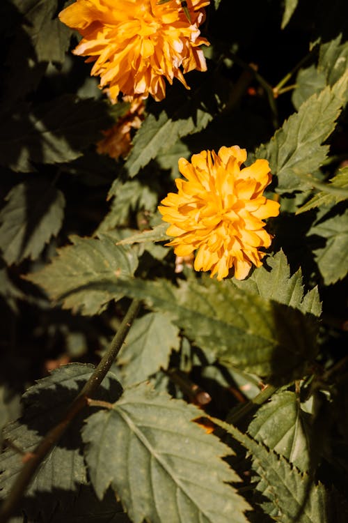 Close-Up Photo Of Yellow Flowers