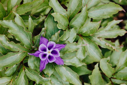 bezplatná Základová fotografie zdarma na téma botanický, detail, fialová kytka Základová fotografie